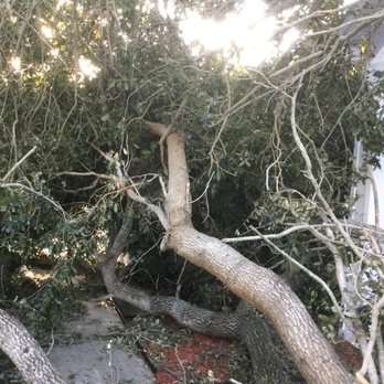 Clean Cut Tree Service & Stump Grinding, Inc - a fallen tree in a residential area - Landscaping Near Me - Melbourne, Florida Clean Cut Tree Service & Stump Grinding, Inc - a fallen tree in a residential area - Landscaping Near Me - Melbourne, Florida