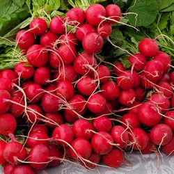 Sutherlin Farmers’ Market - Gorgeous radishes grown by Integral Farm.