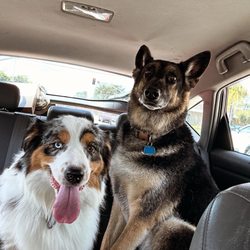 West Coast Grooming Academy - Rocket and Dodger