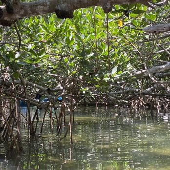 Blue Planet Kayak Eco-Tours - Rafting/Kayaking Near Me - Key West, Florida
