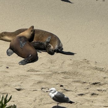 La Jolla Cove - Seal Beach - Parks Near Me - La Jolla, California