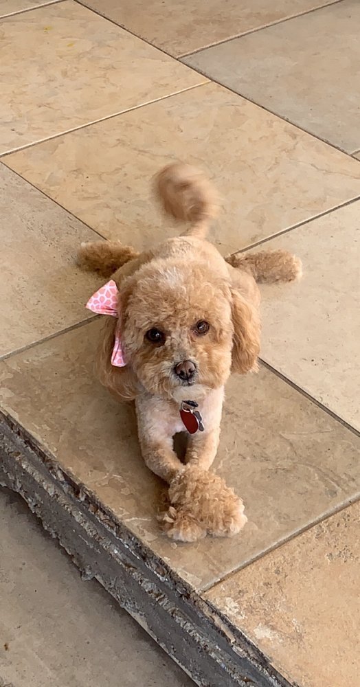 PAWZAZZ SITTER Updated September 2024 31 Photos & 34 Reviews 2225