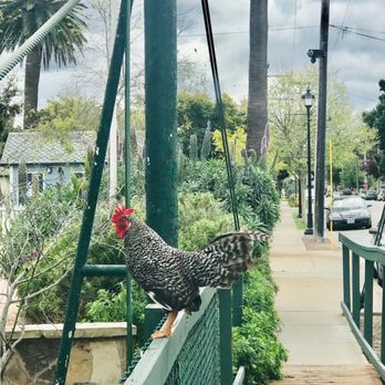 ROOSTER CREEK - Updated January 2025 - 486 Photos & 710 Reviews (3.9