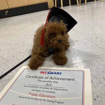 PetSmart - Puppy class certificate! - Pet Stores Near Me - Costa Mesa, California PetSmart - Puppy class certificate! - Pet Stores Near Me - Costa Mesa, California