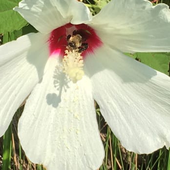 Outer Banks Center For Wildlife Education - Marsh hibiscus seen on Currituk Sound FREE kayak tour. - Landmarks & Historical Buildings Near Me - Corolla, North Carolina