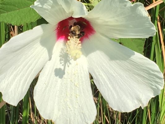 Historic Corolla Park by null