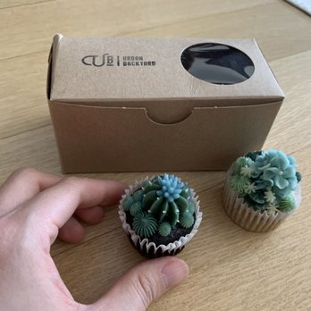 Urban Backyard - Mini Succulent Cupcakes - Coffee & Tea Near Me - New York, New York Urban Backyard - Mini Succulent Cupcakes - Coffee & Tea Near Me - New York, New York
