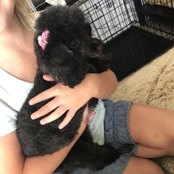 Best Friends Pet Grooming - Pet Groomers Near Me - Boynton Beach, Florida