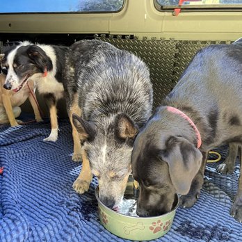 Radiant Dogs - Our reactive blue heeler sharing a drink with a new dog on their way to hike with Terrance! - Pet Training Near Me Radiant Dogs - Our reactive blue heeler sharing a drink with a new dog on their way to hike with Terrance! - Pet Training Near Me