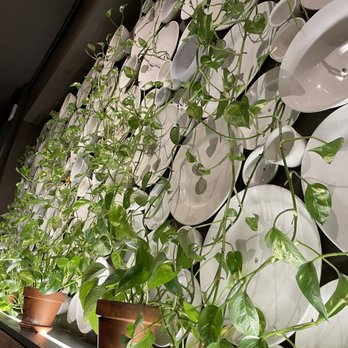 XO Restaurant - Beautiful wall of plates and pothos - Asian Fusion Near Me - Honolulu, Hawaii XO Restaurant - Beautiful wall of plates and pothos - Asian Fusion Near Me - Honolulu, Hawaii