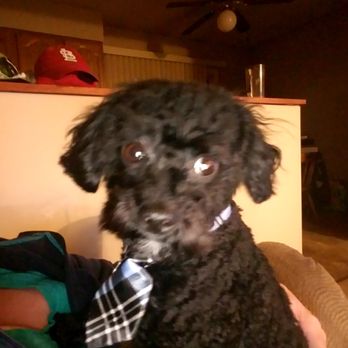 Beaston Camp Kennels - Just another picture after grooming......not happy he had to come home! - Pet Groomers Near Me - Bettendorf, Iowa Beaston Camp Kennels - Just another picture after grooming......not happy he had to come home! - Pet Groomers Near Me - Bettendorf, Iowa