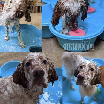 Sit! Stay! Play! - Brophy loved the pool at Sit! Stay! Play! - Pet Sitting Near Me - Tucson, Arizona Sit! Stay! Play! - Brophy loved the pool at Sit! Stay! Play! - Pet Sitting Near Me - Tucson, Arizona