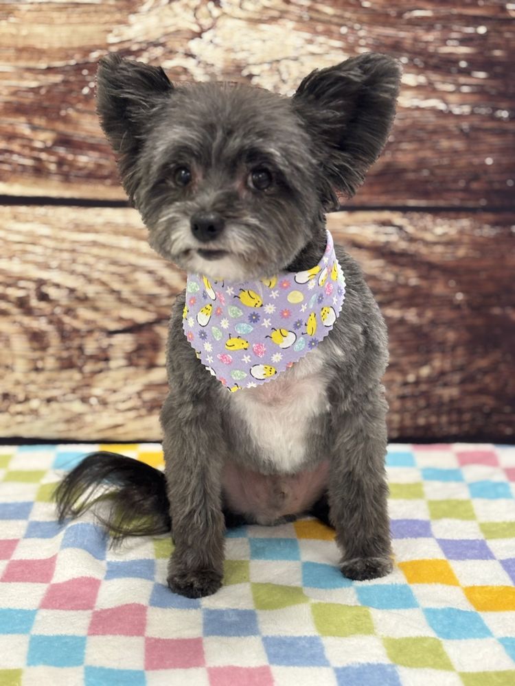 Dogtooth Pet Salon Image