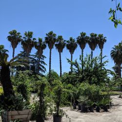 Nurseries & Gardening in Fresno - Yelp