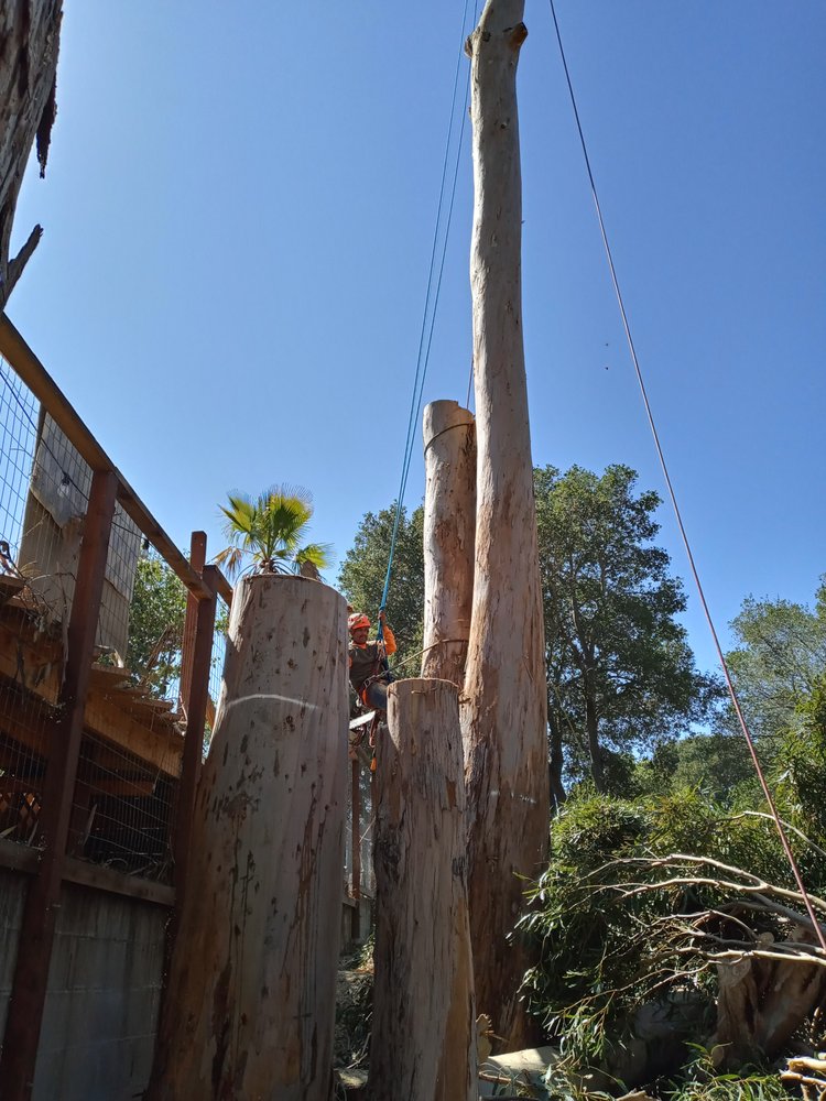 JB TREE CARE Updated September 2024 12 Photos San Jose