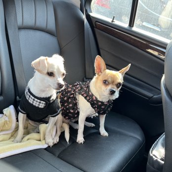 PetSmart Grooming - All dressed up and ready to go to Petsmart - Pet Training Near Me - Hampton, Virginia
