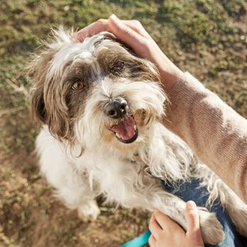 Petco - Pet Training Near Me - Roswell, New Mexico Petco - Pet Training Near Me - Roswell, New Mexico