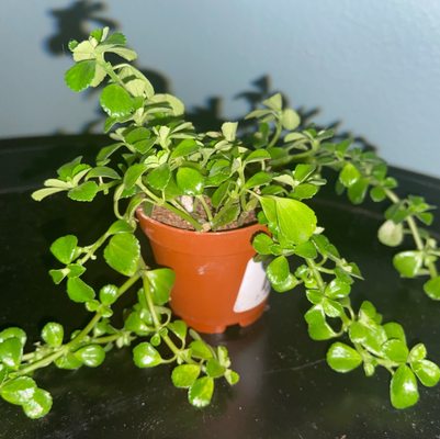 STEIN’S GARDEN & HOME | 13 Photos & 10 Reviews | 2220 E Moreland Blvd