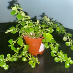 Stein's Garden & Home