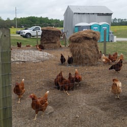 Strawberries On 903 - Chicken