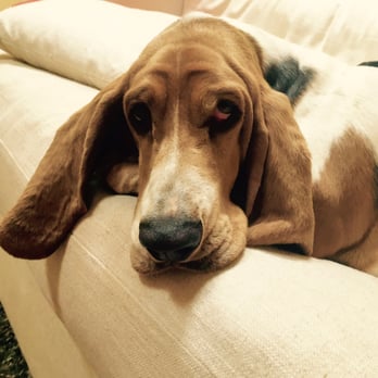 Operation Kindness - Paris (previously Copper) says Hi! - Animal Shelters Near Me - Carrollton, Texas Operation Kindness - Paris (previously Copper) says Hi! - Animal Shelters Near Me - Carrollton, Texas