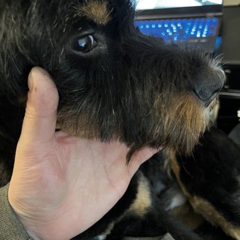 Petco - He has a tuft of fur on his snout that's just longer than the rest giving him some kind of one sided Fu Man Chu mustache. - Pet Training Near Me - Carle Place, New York