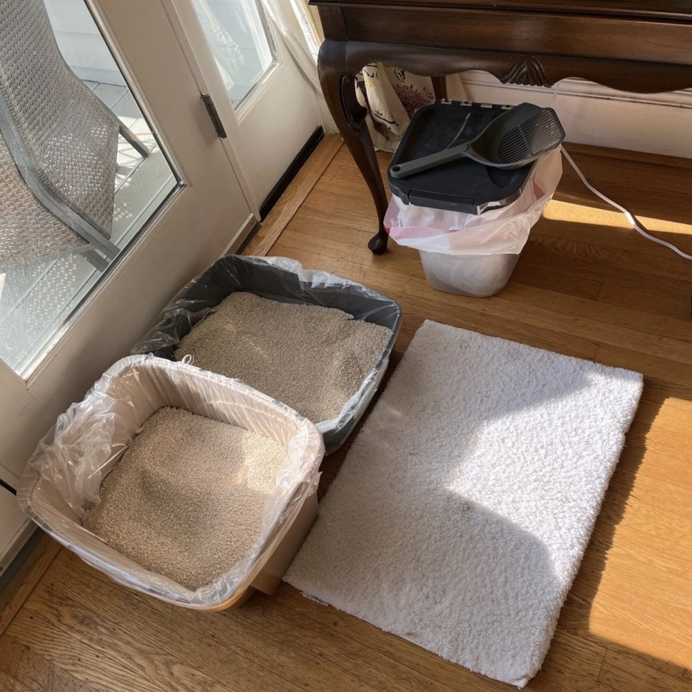 PetSitter Portland - Lots of pictures including feeding time and litter box area to show cleanliness and potential changes in toilet habits. - Pet Sitting Near Me - Portland, Oregon PetSitter Portland - Lots of pictures including feeding time and litter box area to show cleanliness and potential changes in toilet habits. - Pet Sitting Near Me - Portland, Oregon