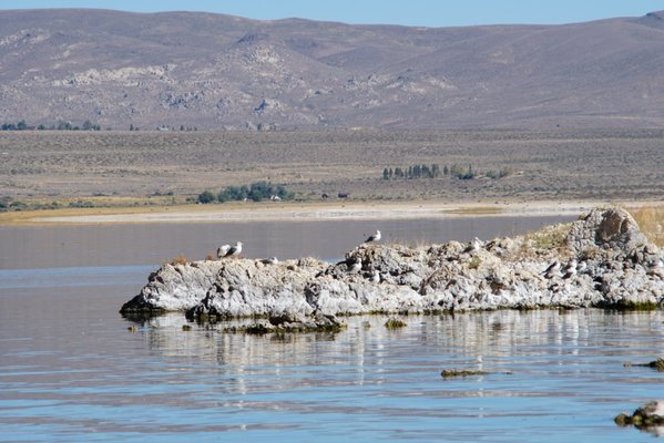 Mono Lake by null
