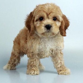 Glamorous Puppies - Cock A Poo - Pet Breeders Near Me - Miami, Florida