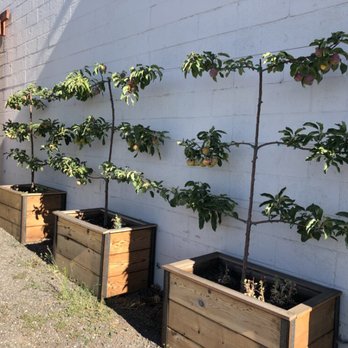 White Salmon Baking Co - Trellised Apple trees outside by the patio. - Bakeries Near Me - White Salmon, Washington White Salmon Baking Co - Trellised Apple trees outside by the patio. - Bakeries Near Me - White Salmon, Washington