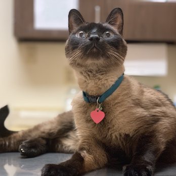 cozycroft pet hospital