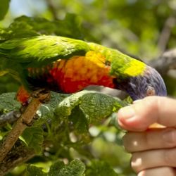 Denver Zoo - The colorful parrots