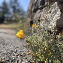 Joaquin Miller Park