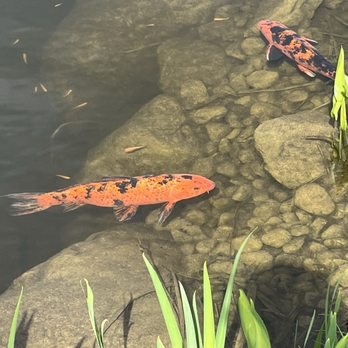 Grand Cascades Lodge - Koi pond! - Resorts Near Me - Hamburg, New Jersey