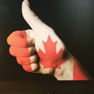 Maple Leaf by null