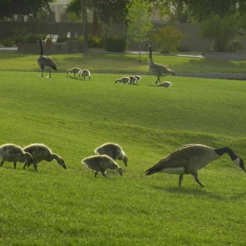 Elise Fay - eXp Realty - Baby Geese and mom and dad. Arrowhead Ranch Golf Views - Real Estate Agents Near Me - Peoria, Arizona Elise Fay - eXp Realty - Baby Geese and mom and dad. Arrowhead Ranch Golf Views - Real Estate Agents Near Me - Peoria, Arizona