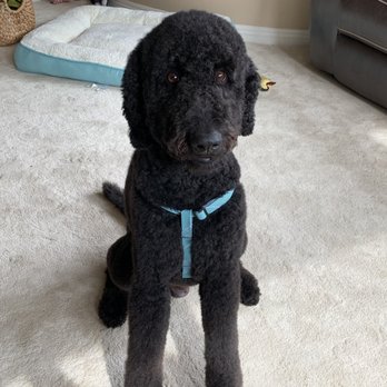 Dog In Suds - Bubba Blacksheep looking so handsome.  He has s a Labradoodle/poodle. - Pet Groomers Near Me - Encinitas, California
