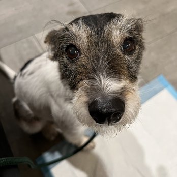 Veterinary Emergency Group - My puppy - Emergency Pet Hospital Near Me - San Ramon, California