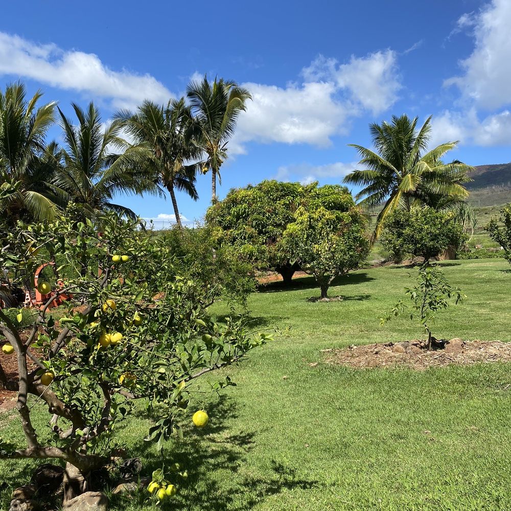 Punakea Palms - Tours Near Me - Lahaina, Hawaii Punakea Palms - Tours Near Me - Lahaina, Hawaii