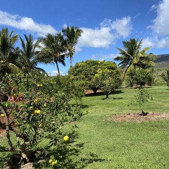 Punakea Palms - Tours Near Me - Lahaina, Hawaii