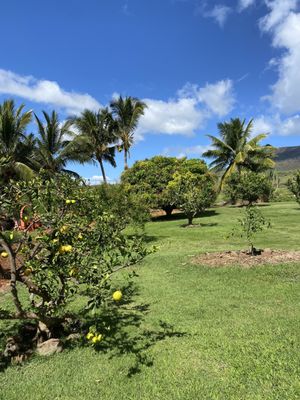 Punakea Palms by null