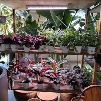 C&S Garden Center - Nurseries & Gardening Near Me - Lawndale, California C&S Garden Center - Nurseries & Gardening Near Me - Lawndale, California