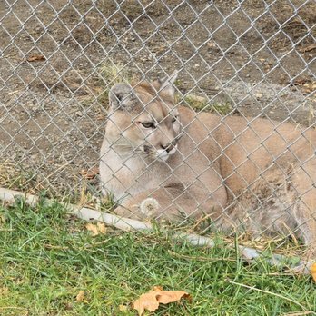 Cat Tales Wildlife Center - Bobcat - Amusement Parks Near Me - Spokane, Washington Cat Tales Wildlife Center - Bobcat - Amusement Parks Near Me - Spokane, Washington