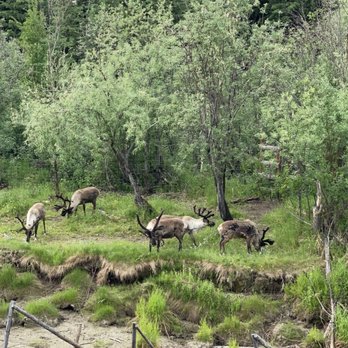 Riverboat Discovery - Caribou - Boat Tours Near Me - Fairbanks, Alaska