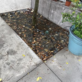 CM Jetting Services & Camera Inspections - Water logged tree!!! Not good for tree or foundation of house - Plumbing Near Me CM Jetting Services & Camera Inspections - Water logged tree!!! Not good for tree or foundation of house - Plumbing Near Me