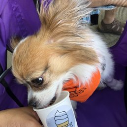 a small dog in a stroller drinking from a cup