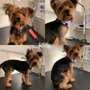 Photo of Lollipups Pet Grooming