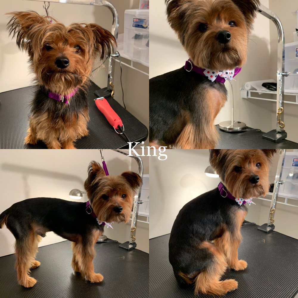 Lollipups Pet Grooming Image