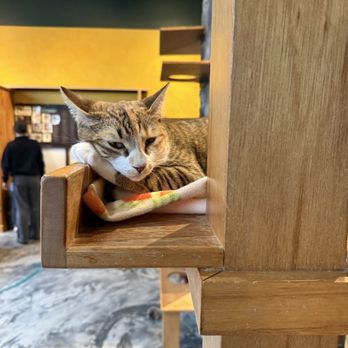 Seattle Meowtropolitan - Themed Cafes Near Me - Seattle, Washington