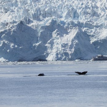 Kenai Fjords Tours - Two Humpbacks, a tour boat, and a glacier - Boat Tours Near Me - Seward, Alaska